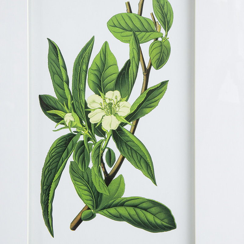 4 suspensions murales de fleurs, 20 par 28 pouces, décoration intérieure pour espaces multiples, look classique, décor de 4 impressions botaniques, 20 po x 28 po, dans différents espaces, élégance, élément naturel