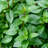 4 in. Herb Chocolate Mint (3-Pack)