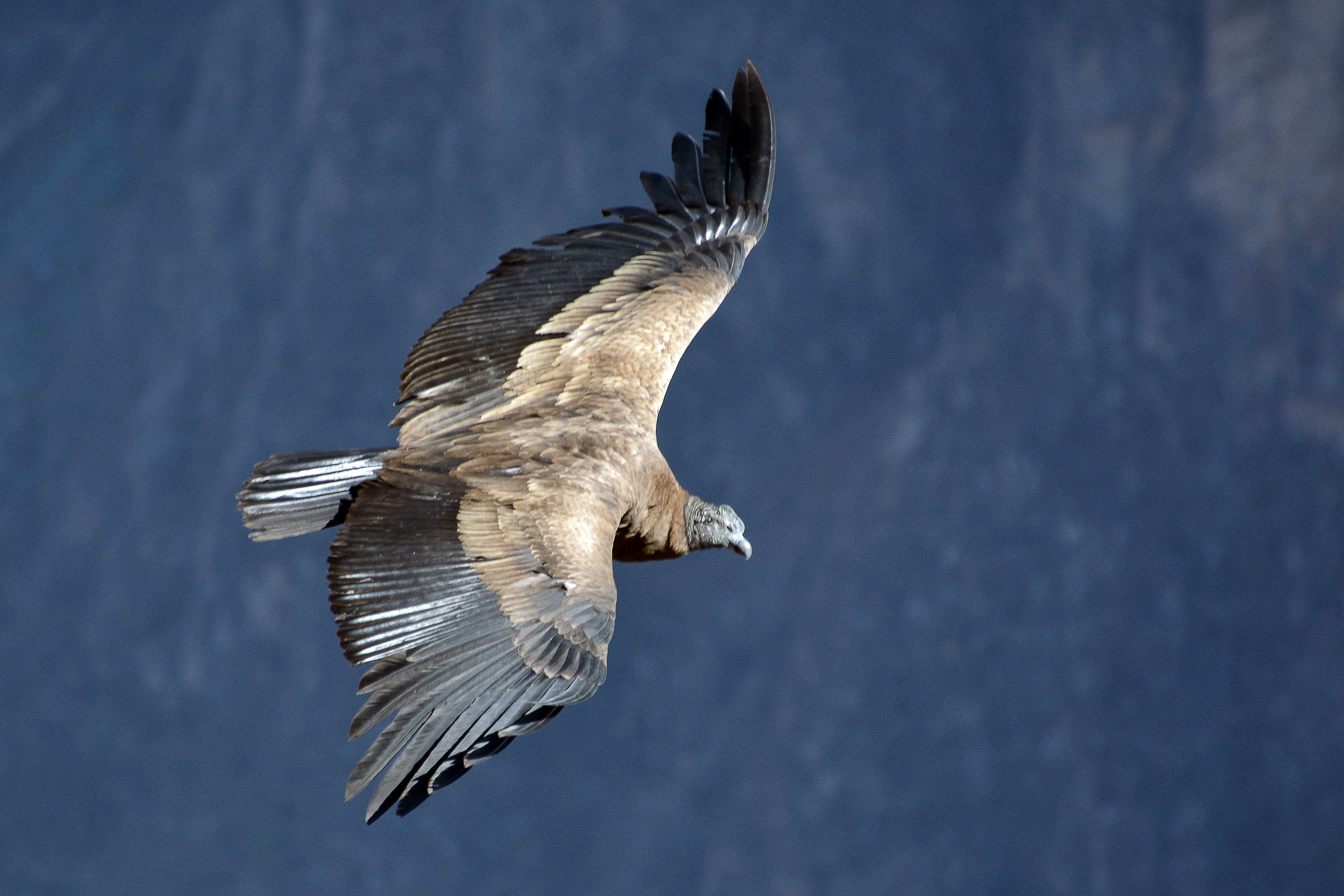 Condor Search Rescue Millwood Pines Andean Condor by Zaharov - Wrapped Canvas Photograph ...
