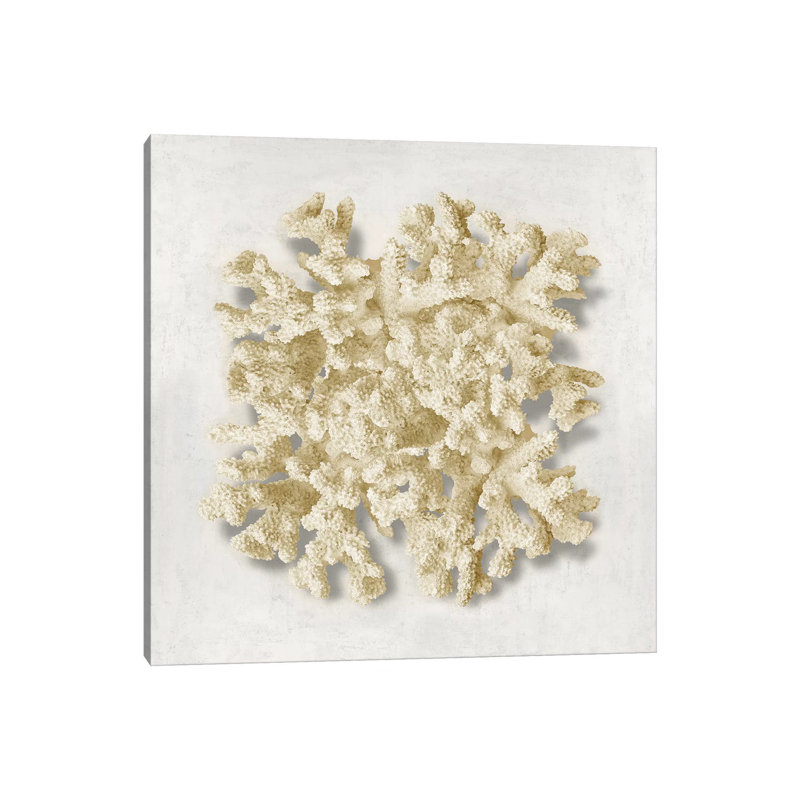 Coral Cream II by Caroline Kelly - Wrapped Canvas Print, 45.72 cm H x 45.72 cm W