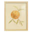 «Dappled Oranges II» - reproduction d'un seul cadre photo-4095034-4095040