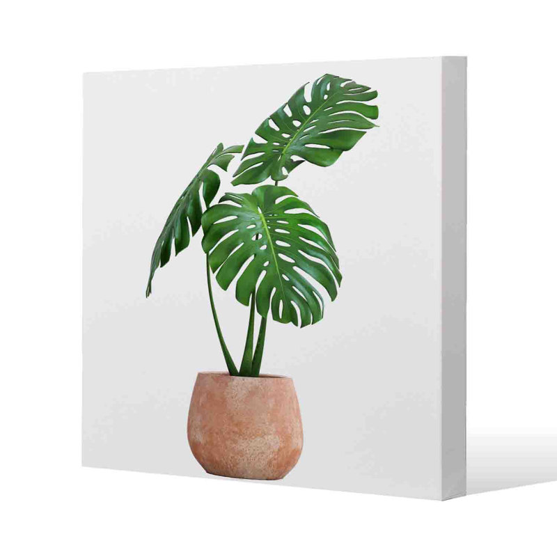 Monstera by Andrew Lee - Wrapped Canvas Print, 111cm H x 111cm W x 4cm D