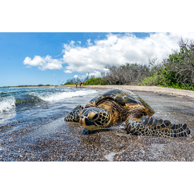 «Green Turtle Arriving» par Andrea Izzotti - photographie sur toile tendue, H 8 po x l 12 po x P 1,25 po