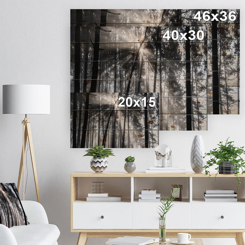 «Sunbeam Through Black White Forest», photographie, H 30 po x l 40 po x P 1,5 po, Bois