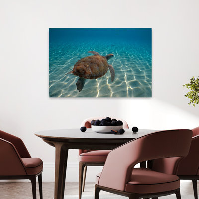 Tortoise W Marine View Contemporary Turtle Animal Nature Art