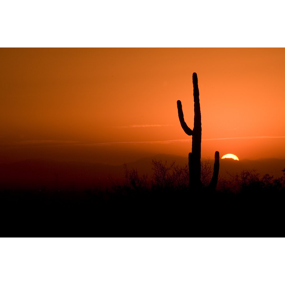 Kaktus im Sonnenuntergang in Arizona - Leinwanddrucke im Wrapped Design