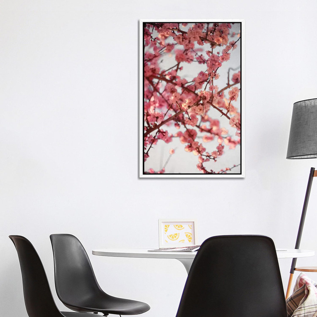 Kirschblüten I von Susan Bryant - Galerie-verpackte Leinwand Giclée auf Leinwand