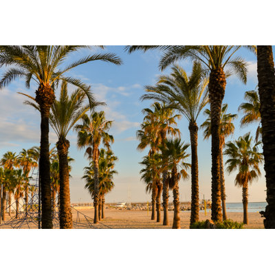 Tall Palm Trees Salou Seafront in Spain by Thomas Faull