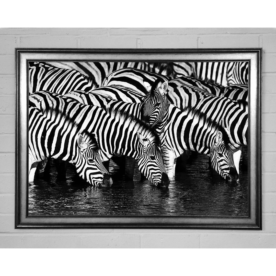 Zebra Trinken - Druck