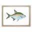 Bream Fish by Edward Donovan - Framed Print-55513204-55513208