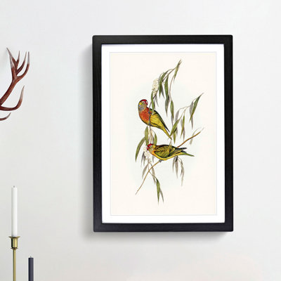 Varied Lorikeets by Elizabeth Gould - Picture Frame Painting Print