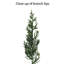 Arbre de Noël cèdre 7,5 pi pré-éclairé