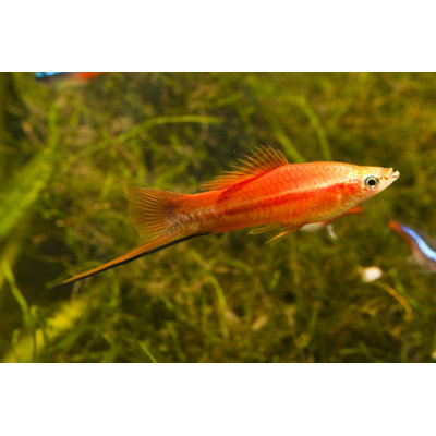 Red Swordtail Fish by Pengpeng - No Frame Print on Canvas