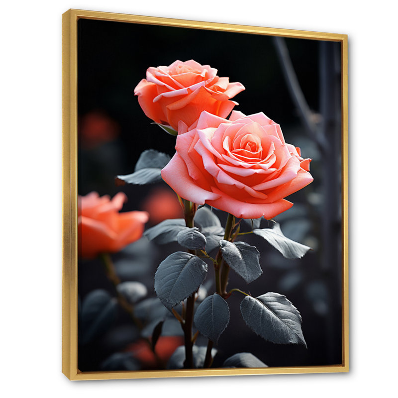 «Peach Roses Coral Serenade At Black», impressions sur toile florales, H 44 po x l 34 po x P 1,5 po, Cadre flottant doré