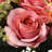 19" Rose Bundle-110235532