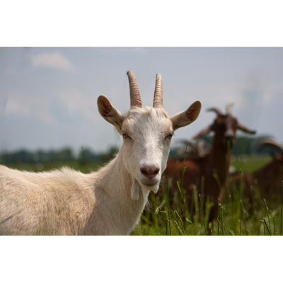 Whiling Closeup Of Goat - Wrapped Canvas Print