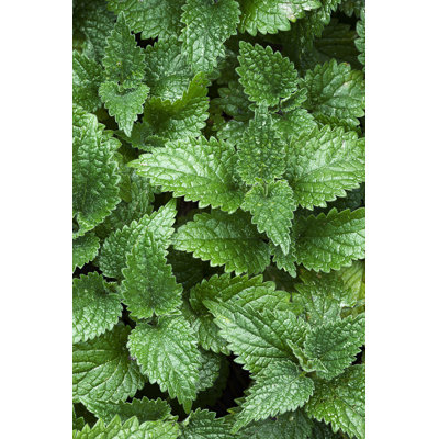 Nettle Background by Magdasmith - Wrapped Canvas Print
