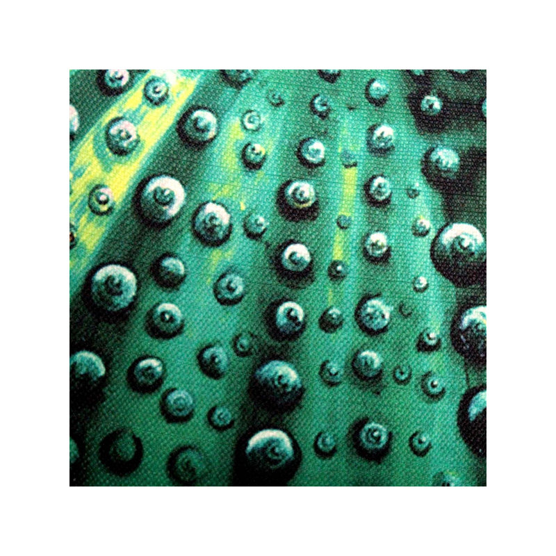  Coussin Sea Urchin