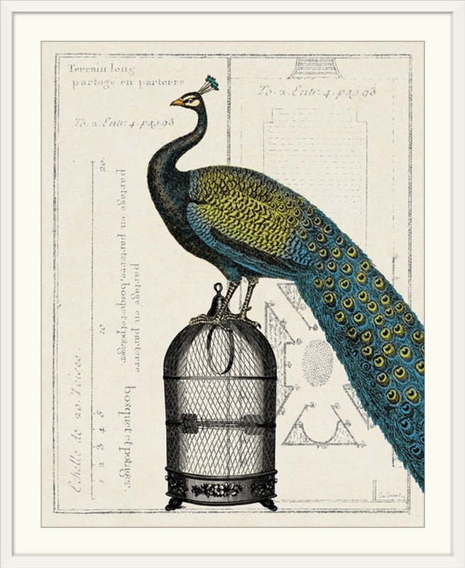 « ii » par sue schlabach, impression Peacock Birdcage, H 32 po x l 27 po x P 1 po, Cadre blanc