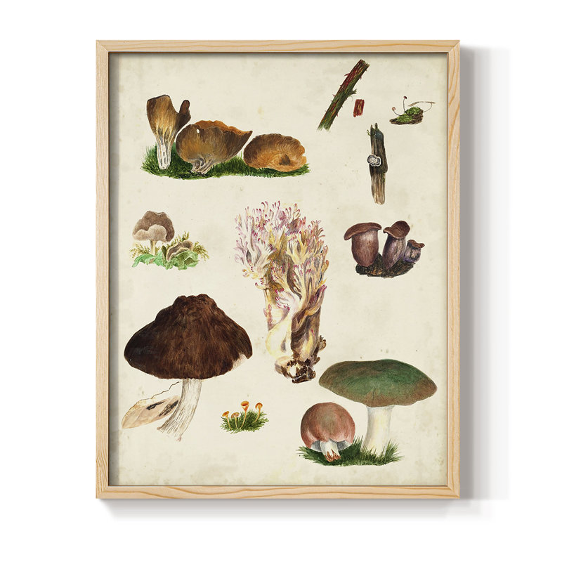 Mushroom Species IX Framed Print - Solid Wood