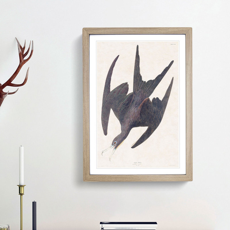 Frigate Pelican by John Audubon - Picture Frame Painting Print, 48cm H x 36cm W x 2cm D, Oak Framed