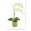 Orchid Arrangement in Fiberstone Pot with Moss