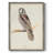 Canada Owl Framed Print - Solid Wood-1126300922