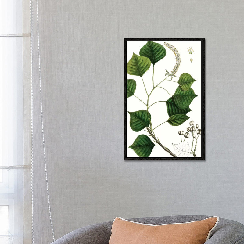 Tallow Tree by Thomas Nuttall - Floater Frame Gallery-Wrapped Canvas Giclée on Canvas, 66.04 cm H x 45.72 cm W, Black Framed