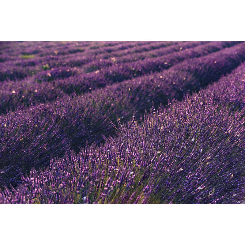 Wrapped Canvas Print, 81.28cm H x 121.92cm W