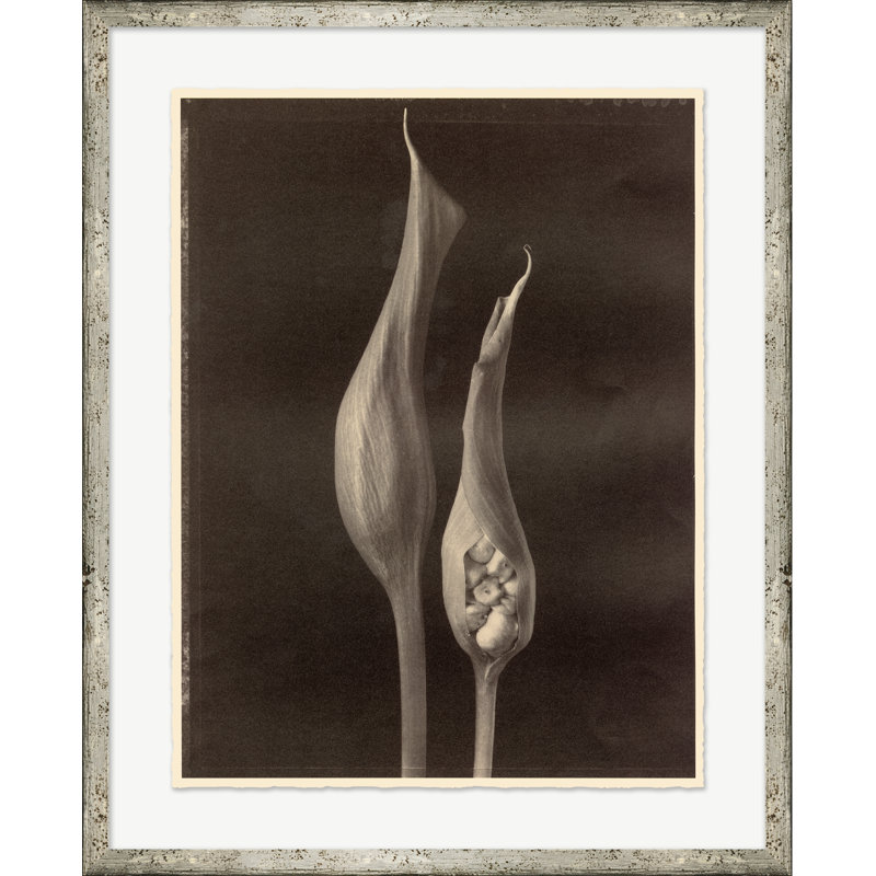 Sepia Flowers 11 Print by Bespoke By Baker
