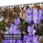 Magnifique rideau de douche Anemone Blue Flower Americana avec 12 crochets-1906348210