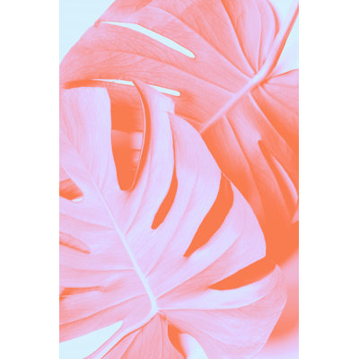 Monstera 03