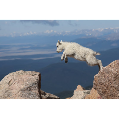 " Jump For Joy "