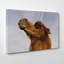 Camel Photographic - Wrapped Canvas-19090897