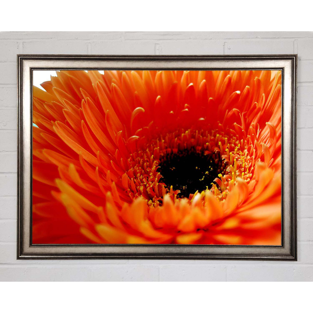 Gerahmtes Leinwandbild Orange Gerbera Close-Up