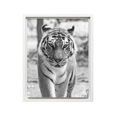 Tiger Portrait