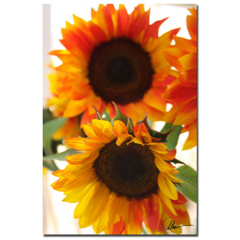 « tournesol vi » par martha guerra, reproduction de photo sur toile