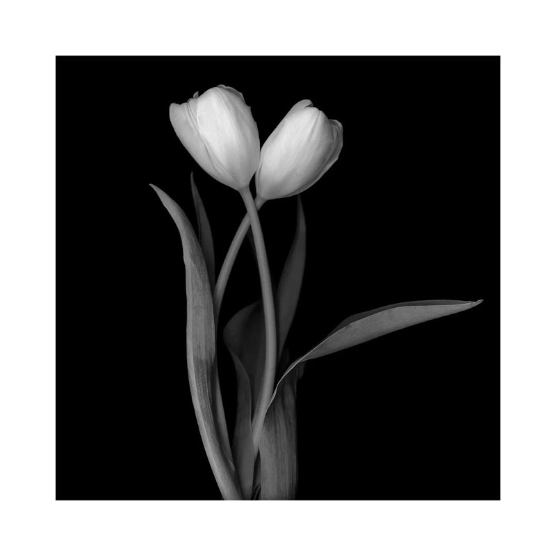 Tulip White I 1 Piece Wrapped Canvas Wall Art, 45.72cm H x 45.72cm W x 1.91cm D