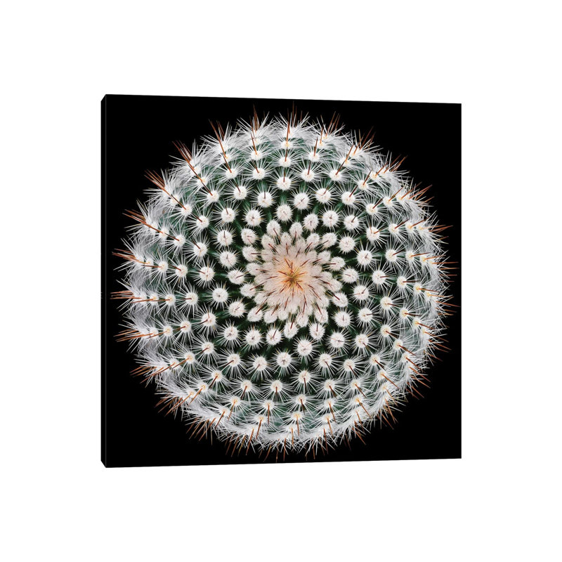 Notocactus Scopa by Victor Mozqueda - Wrapped Canvas Print, 93.98 cm H x 93.98 cm W x 1.91 cm D