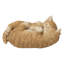 Sleeping Couple Cats-67579691