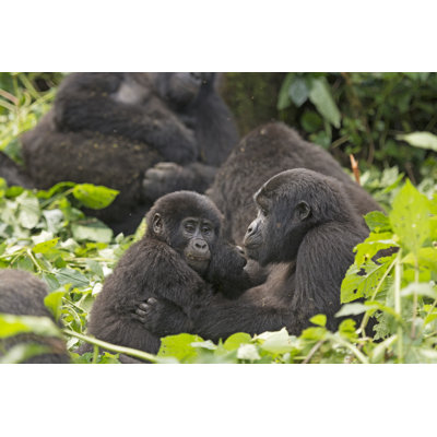 Mother and Child Gorilla in the Forest 1 Piece Wrapped Canvas Wall Art