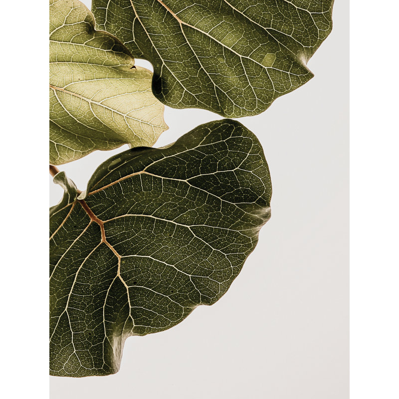 "Abutifolia No1" par Shot