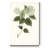 " Sage Botanical I "-1449936864