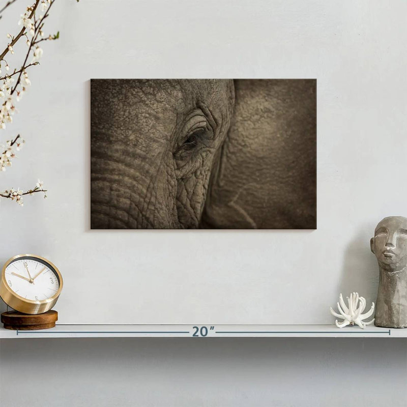 Oeil d'éléphant d'Afrique Brampt, H 8 po x l 12 po