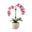 Cassandra RealTouch Orchid Arrangement-1404000334