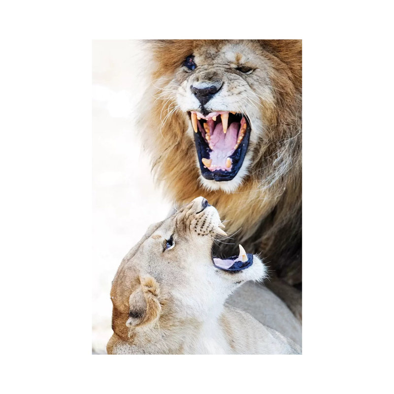 Lion And Lioness Snarling At Each Other by Susan Schmitz - Wrapped Canvas Gallery-Wrapped Canvas Giclée