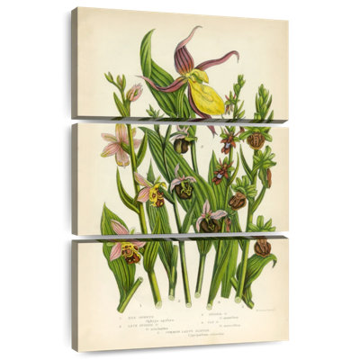 Keiri Vintage Wild Orchids