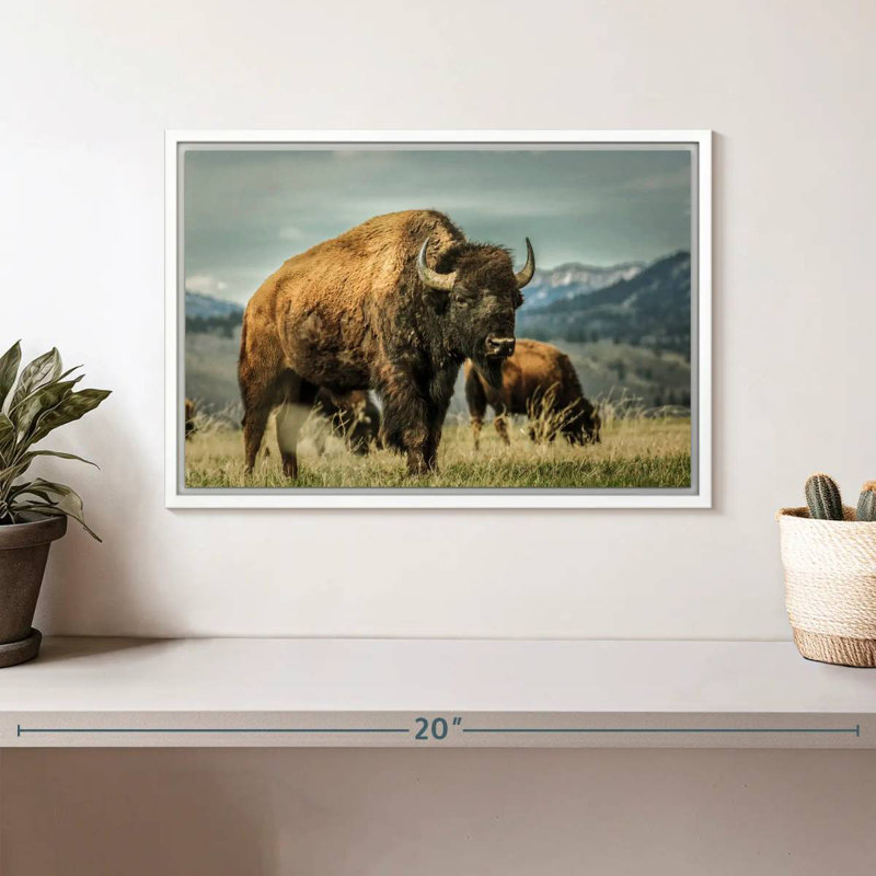 Bison du Wyoming, Cadre flottant blanc, 13 po x 9 po
