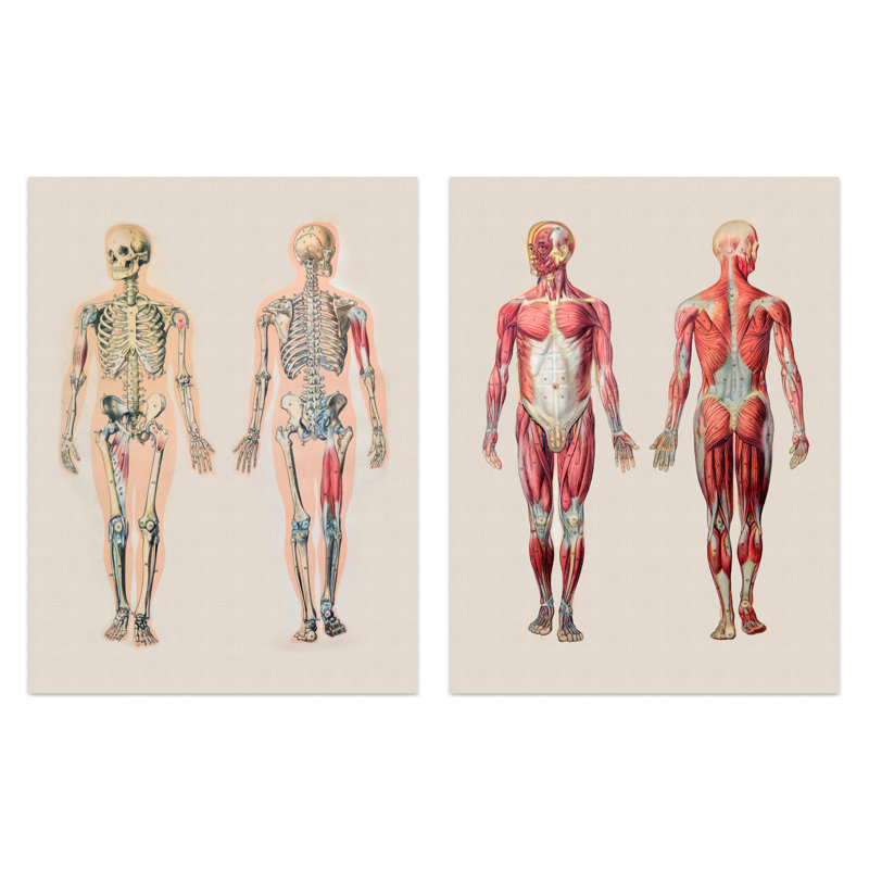 Human Body Muscle Bone Skeletal Diagrams 2-Piece Set Unframed Wall Art Prints Living Room Study Aesthetic Scientific Medical
