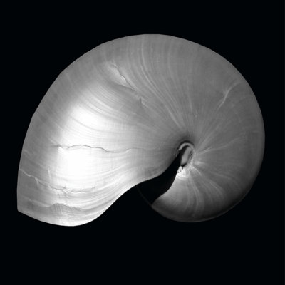 Nautilus Twin I 1 Piece Wrapped Canvas Wall Art